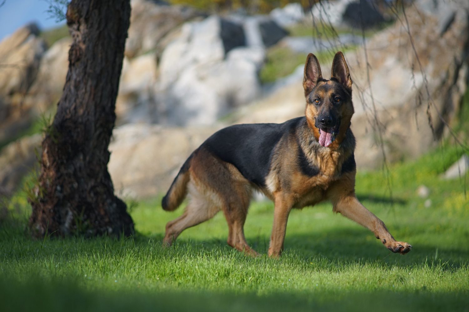 closeup portrait of a cute german shepherd dog running on the grass closeup portrait of a cute german shepherd dog running on the grass